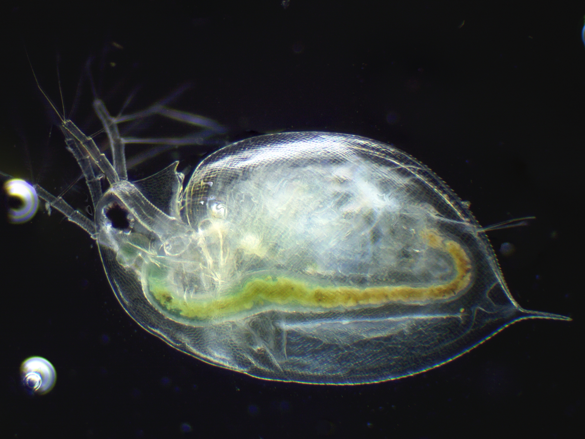 Daphnia pulex